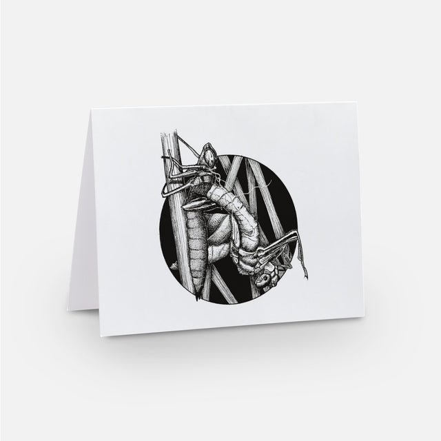 Dragonfly Notecards
